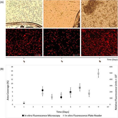 Figure 1. In vitro autofluorescence measurements of 9-day Cylindrotheca closterium biofilms, as recorded with (A) light (top) and fluorescence microscopy (bottom) images (scale bars = 20 μm), and (B) merged fluorescence microscopy and plate reader fluorescence records, where bars represent standard error.