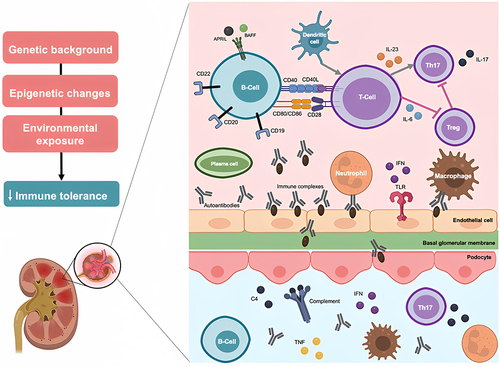 Figure 1 Immunopathology of lupus nephritis. Created with Biorender.com.