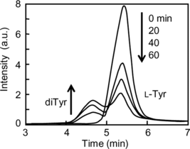 Figure 4 Decrease in L-Tyr and a corresponding increase in diTyr is seen as the reaction of metHb with H2O2 proceeds at 37°C in presence of L-Tyr. The reaction mixture was sampled at the time intervals shown (0, 20, 40, and 60 min).