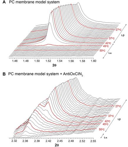 Figure 6 WAXS patterns of PC membrane system in the absence (A) and presence (B) of AntiOxCIN3 with some temperatures highlighted in red.