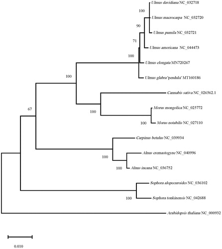 Figure 1. Maximum-likelihood phylogenetic tree based on 15 selected plants chloroplast genome sequences.