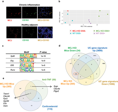 Figure 2. Transcriptomic analysis of intestinal tissue macrophages. (a) Immunofluorescence of MCJ (red) and CD163 (green) in inflamed and healthy adjacent colon tissue from IBD patients. Colocalization is represented in yellow. (b) Principal component analysis showing differences between WT and MCJ-deficient DSS positive colon macrophages´ transcriptomes. (c) HOMER identified several transcription factors enriched in DSS-induced MCJ-KO colon macrophages. (d) venn diagram representing 339 differentially expressed genes found in colon macrophages due to MCJ-KO and a human core rectal UC gene expression signature consisting of 5296 genes.Citation3 Out of 305 genes upregulated in colitis induced MCJ-deficient mice colon macrophages, 183 were shared with the human UC gene signature. (e) venn diagram showing shared genes between upregulated genes due to MCJ-KO in DSS-induced mice colon macrophages and patients refractory to anti-TNF and corticosteroid treatments.