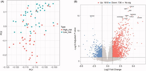 Figure 6. Differentially expressed genes (DEGs) between high- and low-risk uveal melanoma groups. (A) Principal Component Analysis (PCA) successfully separated the high- and low-risk uveal melanoma patients. (B) Volcano plot displayed the DEGs between high- and low-risk groups of uveal melanoma patients.