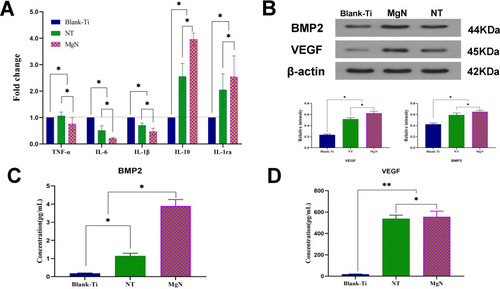 Figure 3 In vitro responses of RAW 264.7 cells cultured on different samples for four days. (A) The expression of inflammation-related genes TNF-α, IL-6, IL-1β, IL-10 and IL-1ra were detected by RT-PCR (blank-Ti group has been standardized as 1). (B) Western blotting analyses of VEGF and BMP2 respectively and their corresponding gray values. (C, D) ELISA determination of cytokines: (C) BMP2 (D) VEGF.Notes: **denotes highly significant difference between groups; *denotes the statistically significant difference between groups; (*p <0.05, **p <0.01).Abbreviations: TNF-α, tumor necrosis factor-α; IL-6, interleukin-6; IL-1β, interleukin-1β; IL-1ra, interleukin-1ra; IL-10, interleukin–10; VEGF, vascular endothelial growth factor; BMP2, bone morphogenetic protein 2; ELISA, enzyme-linked immunosorbent assay.