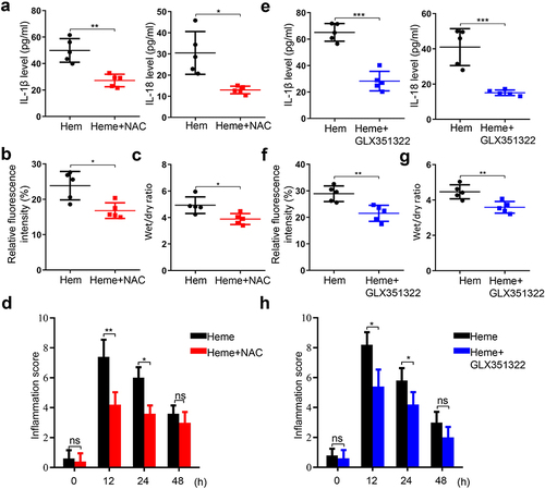 Figure 6 NAC and GLX351322 alleviate heme-inducing SIRS in mice. (a) The levels of IL-1β and IL-18 in mice serum were measured after heme and NAC treatment. (b) Mice were intravenously injected with tetramethylrhodamine-dextran after heme and NAC treatment at 24 h and the lung vascular permeability was examined by multiphoton-microscope. (c) The wet-to-dry lung ratio was calculated after heme and NAC treatment. (d) The inflammation score of mice was measured at 0 h, 12 h, 24 h, and 48 h after heme and NAC treatment. (e) The levels of IL-1β and IL-18 in mice serum were detected after heme and GLX351322 treatment. (f) Mice were intravenously injected with tetramethylrhodamine-dextran after heme and GLX351322 treatment at 24 h and the lung vascular permeability of mice was measured by multi-photon-microscope. (g) The wet-to-dry lung ratio was calculated after heme and GLX351322 treatment. (h) The inflammation score of mice was measured at 0 h, 12 h, 24 h, and 48 h after heme and GLX351322 treatment. There were 5 mice in each group. The data are expressed as mean ± SEM. ns: no significance, *P < 0.05, **P < 0.01, ***P < 0.001.
