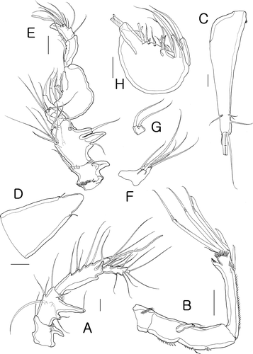 Figure 3.  Isocletopsyllus maximus sp. nov. Female (paratype): A, antennule; B, antenna; C, caudal ramus, dorsal. Male (paratype): D, rostrum; E, antennule; F, 3rd segment of A1; G, 4th segment of A1; H, 5th segment of A1. Scale bars=30 µm.