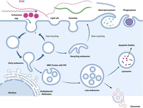 Figure 1 Schematic presentation of various subtypes of extracellular vesicles such as exosomes, ectosomes and apoptotic bodies, are released into the extracellular environment during physiological and pathological processes.