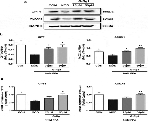 Figure 6. Effects of G-Rg1 on lipid oxidation-related mRNA and protein expressions induced by FFA. Total proteins were extracted for western blot (a), quantified by bands intensity (b) and total RNA was isolated for RT-PCR analysis of CPT1, ACOX1 (c). Data represent mean ± SD (n = 3). *P < 0.05, **P < 0.01, ***P < 0.001 (compared with the FFA-treated model group).