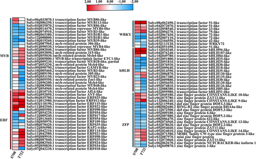 Figure 8. Heat map analysis of the DEGs of transcription factors. Changes in the expression levels (represented by the log2FC) of genes are highlighted by color scales (blue to red scale).