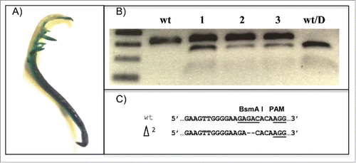 FIGURE 2. Detection of CRISPR/GmCas9-induced mutations for the GS1 gene in soybean hairy-root tissue. (A) Transgenic GUS expression in a soybean hairy root after GUS staining is shown. (B) CAPS-PCR analysis was used to detect mutations in soybean hairy roots, based on PCR amplicon digestion with the BsmA I restriction enzyme. wt and wt/D indicate undigested and digested wild-type controls. Assays were performed on 3 different root segments taken from the top (lane 1), middle (lane 2) and bottom (lane 3) portion of the transgenic hairy-root. (C) Sequencing of the mutation induced by the CRISPR/GmCas9 system revealed a 2-bp deletion. The underlined sequences indicate the restriction enzyme and PAM sites, respectively.