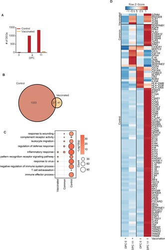 Figure 4. Transcriptional response in vaccinated and control NHPs after TAFV challenge. (A) Bar graph of the number of DEG identified in vaccinated and control NHPs at 3, 8, and 11 DPC relative to 0 DPC. (B) Venn diagram of DEGs between 11 DPC relative to 0 DPC for vaccinated and control animals. (C) Bubbleplot representing GO terms for genes from B. Color indicates – log10(q) and size indicates the number of genes within the GO term. (D) Heatmap of average TPM values for selected genes mapping to GO terms in Panel C.