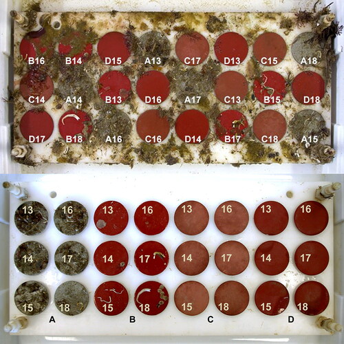 Figure 2. Sample board with discs fouled after 176 days exposure.Above: As removed from the sea, discs in random placement. Below: After rheometer testing, discs replaced in numbered order. A = ACP, B = FRP, C = CDP, D = SPC