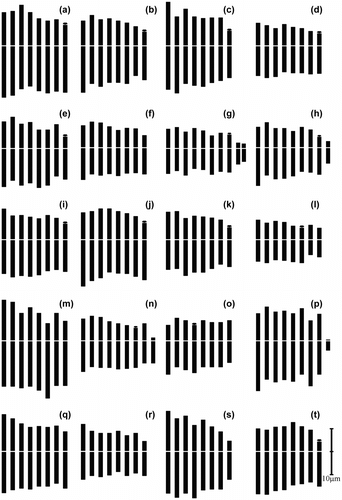 Figure 2 Ideograms of taxa. (a) A. nigrum; (b) A. cyrilli; (c) A. elmaliense; (d) A. lycaonicum; (e) A. orientale; (f) A. asclepiadeum; (g) A. nemrutdaghense; (h) A. colchicifolium; (i) A. kharputense; (j) A. eginense; (k) A. shatakiense; (l) A. woronowii; (m) A. nabelekii; (n) A. cardiostemon a; (o) A. cardiostemon b; (p) A. chrysantherum; (q) A. stenopetalum; (r) A. karamanoglui; (s) A. noëanum; (t) A. tubergenii.