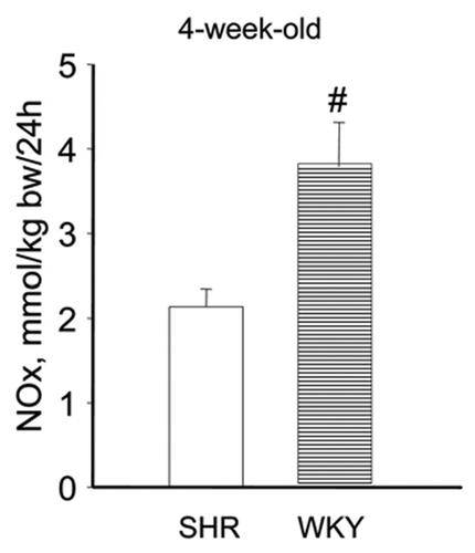 Figure 2 Urinary excretions of stable NO metabolites in 4 week-old SHR (open bar) and WKY (horizontal striped bar). #p < 0.001 vs. SHR.