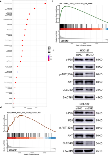 Figure 4 CELC4D depletion reduces Akt and NF-κB signaling pathway. (a) The KEGG enrichment analysis based on TCGA GC cohort showed 20 signaling pathways significantly associated with CLEC4D expression. (b) GESA analysis of TCGA GC cohort showed that high CELC4D expression positively correlated with NF-κB signaling pathways. (c) Immunoblot assays were conducted to show that reduced CELC4D level markedly decreased the expression of phospho-p65 (Ser536) and phospho-Akt (Thr308) in HGC-27 and NCI-N87 cells. (d) GESA analysis of TCGA GC cohort showed that high CELC4D expression positively correlated with Akt signaling pathways.