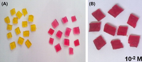 Figure 2. (A) Comparison of color of agarose gel pieces (Before and after the reaction) (B) Leukemic Blood Sample.