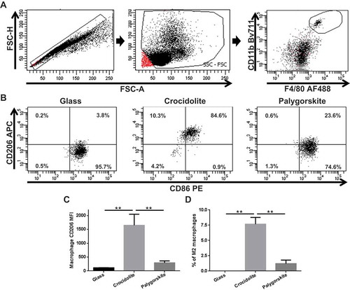 Figure 6. M2 macrophages increase in the peritoneal cavity of mice after sustained exposure to crocidolite but not to glass and palygorskite. After excluding doublet cells (A, left panel) and debris (A, middle panel), peritoneal macrophages were identified using flow cytometry by gating on CD11b+ and F4/80+ cells (A, right panel). Representative flow cytometry dot plots demonstrating changes in peritoneal macrophage CD206 expression in Balb/c mice 5 wk after receiving 5 biweekly injections of 0.5 mg glass (B, left panel), crocidolite (B, middle panel), or palygorskite (B, right panel). Peritoneal macrophage CD206 mean fluorescence intensity (MFI) from Balb/c mice exposed to glass, crocidolite, or palygorskite (C). Percentage of peritoneal macrophages from Balb/c mice expressing CD206, but not CD86 and identified as M2 macrophages (D). Mean ± SEM values displayed from five mice per group (**p < .01).