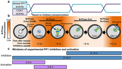 Figure 1. Phospho-dynamics and M-phase regulation in oocyte meiosis. (a) Enzymatic activity of CDK1 and PP1 in mouse oocytes from prophase I to metaphase II, a process known as meiotic maturation. PP1 activity is shown as global activity based on the presence of the PP1 inhibitory phosphorylation (pT320 on PP1cα). (b) Oocytes are arrested at prophase I (Pro I) until just prior to ovulation. Resumption of meiosis and entry into meiosis I M-phase is equivalent to the G2/M transition in mitosis. Oocytes progress through nuclear envelope breakdown (NEBD) and metaphase I (Met I), then exit M-phase. After telophase I (Telo I) completion, oocytes exit meiosis I, but bypass interphase and reenter M-phase, arresting at metaphase II (Met II). In mice, it takes ~12 hours to progress from prophase I to metaphase II (at which point oocytes arrest until fertilization), with the time needed to reach each stage noted in the figure. Mass changes in protein phosphorylation drive this M-phase entry and exit (orange = high phosphorylation, white = low phosphorylation). (c) Windows of experimental PP1 inhibition with tautomycetin (TMC) and activation with PDP-Nal.