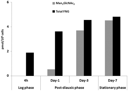 Fig. 3. Man1GlcNAc2 as well as total FNGs continuously accumulate under prolonged culture conditions.