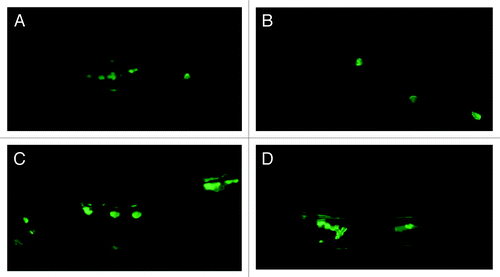 Figure 3. Fluorescence microscopic images of entrapped HUVECs after FDA assay. (A) HUVECs exhibiting the green FDA fluorescence one-hour post electrospinning, (B) HUVECs exhibiting the green FDA fluorescence one-day post electrospinning and (C and D) HUVECs exhibiting the green FDA florescence two days post electrospinning. All scale bar = 50µm. The entrapped HUVECs were incubated with FDA (added to media) for 45 min at 37 °C before the images were taken. For FDA assays, non-viable cells will appear dull or non-fluorescent while viable cells will appear bright.