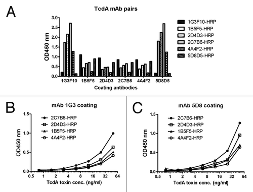 Figure 3. Identification of TcdA-specific mAb pairs to have the optimal detection of TcdA toxin by sandwich ELISA. (A) Screening of mAb pairs of six mAb, using one as the coating antibody (indicated under the columns) and the other as detecting antibody conjugated by HRP (indicated at the right side of the graph). Commercial TcdA toxin (0.05 µg/ml) was used as designated toxin in the ELISA assays. (B) Detection of toxin A with 4 mAb by sandwich ELISA using mAb 1G3 as the coating antibody. (C) Detection of toxin A with 4 mAb by sandwich ELISA using mAb 5G8 as the coating antibody.