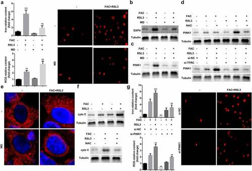 Figure 3. Iron uptake induced upregulation of PINK1 enhance the ferroptosis of KGN