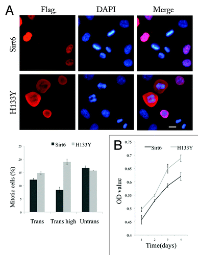 Figure 7. Sirt6 delays host cell mitosis. (A) The left panel shows that 12 h after transfected cells were synchronized in early S phase, the percentage of transfected cells that were in mitosis was much less for Sirt6 than for the nonfunctional Sirt6 mutant (H133Y). The difference is significant (Trans) (p = 0.02), especially when we compared the mitotic cell percentage in cells expressing Sirt6 or the mutant at a high level (Trans high) (p < 0.005). The percentage of mitotic cells in neighboring untransfected cells was not different between the two groups (Untrans). (B) An MTT assay shows a lower proliferation rate in Sirt6-overexpressing cells compared with cells overexpressing the Sirt6 mutant. Scale bar, 10 µm.
