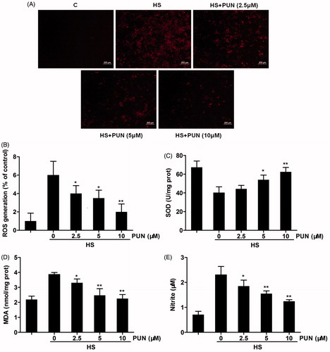 Figure 3. Effects of PUN on heat stress-induced ROS, SOD, MDA and NO expression. Cells were pretreated with 2.5, 5 or 10 μM PUN for 6 h and exposed to 42 °C for 6 h. (A) Cells were incubated with DCFH2-DA for 15 min. ROS production was observed using fluorescence microscopy. (B) IEC-6 cells were incubated with DCFH2-DA for 15 min. ROS production was measured by a fluorescence microplate reader. (C and D) SOD and MDA levels were determined by commercial kits according to the manufacturer’s protocol. (E) NO concentration in the supernatant was determined using the Griess reaction. Data are expressed as mean ± SEM of three independent experiments. Differences between mean values were assessed by one-way ANOVA. *p < 0.05 and **p < 0.01 compared with the heat stress-treated group.