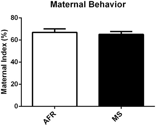 Figure 1. Effects of MS on the index of maternal behavior. No significant difference was observed when the index of maternal behavior from the AFR and MS animals was compared. Data presented as mean ± standard error of the mean (SEM), as well as estimated marginal means and confidence interval; AFR: n = 17 e MS: n = 19. Student’s t-test for independent samples.