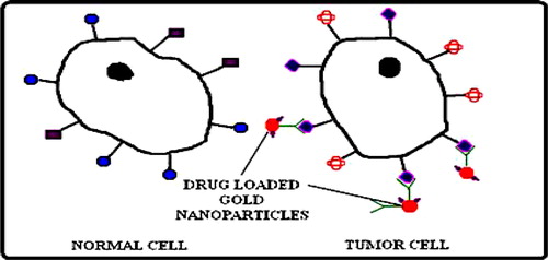 Figure 4. Representation of active targeting of drug. Use of antibody-nanoparticles conjugates can target tumor cells only and deliver the drug at specific site (tumor cell).