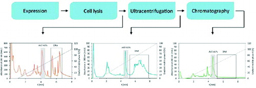 Figure 5. Fingerprint HPLC elution profiles of Ad3 VLPs purification process. Elution profiles depict the purity/impurity profiles of samples containing Ad3 VLPs after particular DSP steps.
