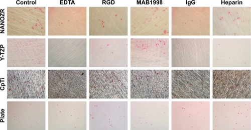 Figure 11 Observation of cell morphology by eosin staining in the presence of different inhibitors (Control, EDTA, RGD, MAB1998, IgG and Heparin) after 24 hours of incubation. Magnification: 5.6×.