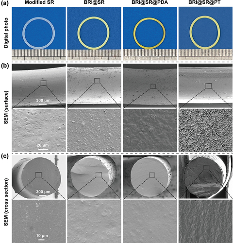 Figure 2. Morphologies of the modified SR, BRI@SR, BRI@SR@PDA, and BRI@SR@PT. (a) Representative images of the inserts before and after surface modification, drug loading, and PDA/TPU coating captured by a digital camera. (b,c) Surface and cross-section SEM images of the inserts.