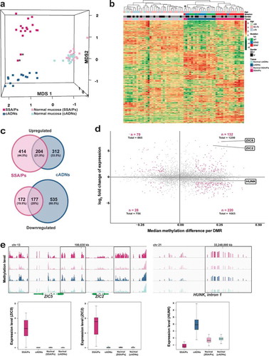 Figure 4. Analysis of the SSA/P and cADN transcriptomes in light of the lesions’ methylome profiles. (a) MDS plot and (b) hierarchical clustering heatmap of the 17 SSA/Ps and 15 cADNs and their normal mucosal samples. Asterisks indicate the two samples with intermediate profiles (for details, see Table 1). Hierarchical clustering in B was based on expression levels of the 10,000 genes with most highly variable expression. c. Venn diagrams showing the precursor-lesion specificity of the most dysregulated genes (P-value < 10−10 and log2 fold change > 1). d. Scatter plots showing the variable relation between the magnitude of differential DNA methylation (x axis) and the expression (y axis) for SSA/Ps (vs matched normal mucosa samples). Genes with at least one DMR (P-value < 0.05) in their peri-TSS windows and dysregulated expression (P-value < 0.05) are shown. Red dots: subsets of genes with a median methylation difference of ≥ 0.1 and log2 fold change in expression of >1. ZIC2, ZIC5, and HUNK are highlighted to illustrate the heterogeneous relation between DNA methylation and gene expression. e. Methylation levels (top) and gene expression (bottom) data for the ZIC2, ZIC5, and HUNK loci in SSA/Ps (pink), cADNs (blue), and corresponding samples of normal mucosa (light-pink and light blue, respectively). Areas outlined in black are those displaying differential methylation (see details in Supplementary Figures 5 and 6).