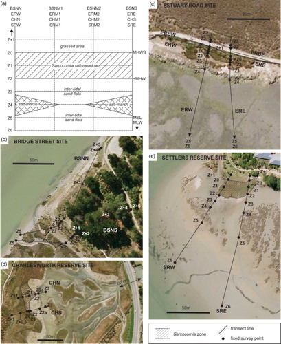 Figure 2. Site sampling layout with respect to tidal elevation. A, Plan view of idealised layout of sampling grid at each site with respect to Sarcocornia salt marsh. Z1–6 are progressively below pre-earthquake mean high water springs, and Z + 1 and onward represents sites above pre-earthquake mean high water springs. B–E, Field layout of sampling grid in response to local features: B, Bridge Street; C, Estuary Road; D, Charlesworth Reserve; E, Settler’s Reserve. For location of sites B–E see Figure 1D, aerial photographs from Google Earth, March 2009 images.