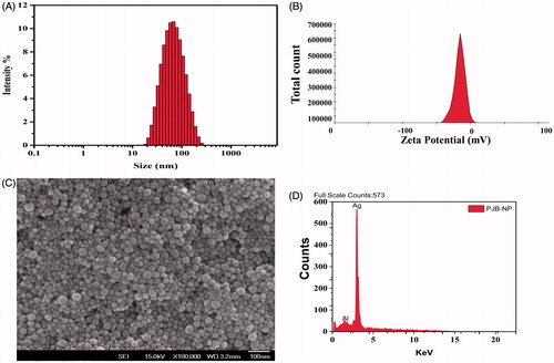 Figure 3. Physicochemical characterization of PJB-AgNPs. (A) Representative DLS spectrum of AgNPs, here hydrodynamic radius is ∼55 nm, (B) zeta potential of AgNPs is −16 mV, (C) SEM of AgNPs, the size of nanoparticles is ∼10–50 nm, and (D) EDS pattern of AgNPs showing prominent peak of silver.