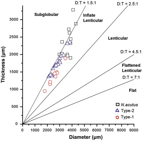 Figure 3. Bivariate plots of diameter and thickness of the three species of Nummulites. The tests of Type-1 and Type-2 samples fall in the field of inflate lenticular tests and N. acutus are inflate lenticular to sub-globular.