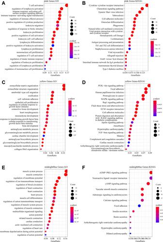 Figure 4 Functional enrichment analysis. (A) Gene Ontology (GO) functional annotation of pink module genes. (B) Kyoto Encyclopedia of Genes and Genomes (KEGG) pathway annotation of pink module genes. (C) GO functional annotation of yellow module genes. (D) KEGG pathway annotation of yellow module genes. (E) GO functional annotation of the midnight blue module genes. (F) KEGG pathway annotation of the midnight blue module gene.