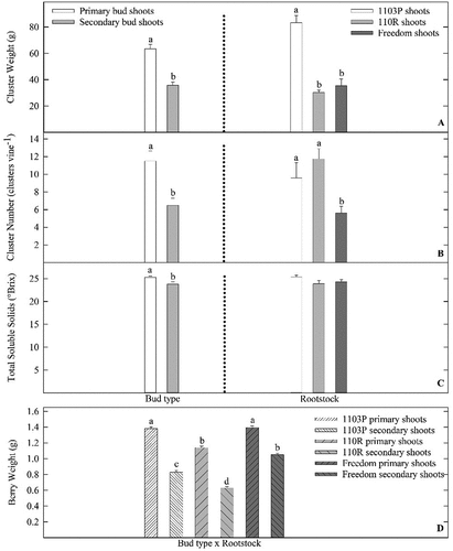 Figure 3. Influence of primary shoot treatment (PST) or secondary shoot treatment (SST) bud shoot growth and rootstock on cluster weight (A), number of cluster from each vine (B), and berry total soluble solids (°Brix) (C) of Vitis vinifera ‘Grenache’ vines grown on 1103P, 110 R, and Freedom rootstocks at the Texas AgriLife vineyard in Lubbock, TX. In addition, influence of bud type x rootstock interaction on individual berry weight (D). Data pooled from 2016 and 2017 growing seasons. Letters above each bar represent differences between main effects (A, B, C), or bud type x rootstock interaction (D) (LS Means, Tukey–Kramer test, P ≤ 0.05.). Errors bars represent SE of the mean.
