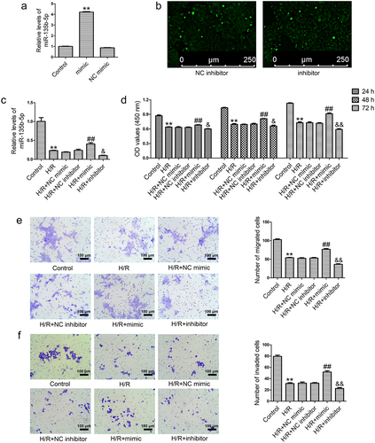 Figure 2. MiR-135b-5p overexpression enhances cell proliferation, migration, and invasion under H/R conditions. (a) HTR8/SVneo cells were transfected with miR-135b-5p mimic/NC mimic and then miR-135b-5p levels were determined by real-time PCR (internal control: U6). (b) HTR8/SVneo cells were transfected with miR-135b-5p inhibitor/NC inhibitor. Green fluorescence was observed using a fluorescence microscope. Scale bar represents 250 μm. (c) After H/R exposure and cell transfection, miR-135b-5p levels were determined by real-time PCR (internal control: U6). (d) Cell proliferation was evaluated by CCK-8 assay. (e) Cell migration was analyzed by transwell migration assay. Scale bar represents 100 μm. (f) Cell invasion was analyzed by transwell invasion assay. Scale bar represents 100 μm.**P < 0.01 vs. NC mimic group or Control group. ##P < 0.01 vs. H/R+ NC mimic group. &P < 0.05, &&P < 0.01 vs. H/R+ NC inhibitor group.