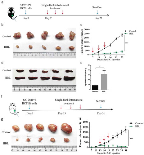 Figure 4. HBL significantly inhibits the growth of subcutaneous tumors in vivo. (a) The schedule of experiments in C57BL/6 mice. (b) The excised tumor tissues of C57BL/6 mice from the two groups at day 22. (c) Measurement of MC38 tumor volume in the two groups over different day points. (d) Gross morphology of the spleen from the two groups in sacrificed mice. (e) Histogram of the spleen volume in the two groups. (f) The schedule of experiments in nude mice. (g) The excised tumor tissues of nude mice from the two groups at day 31. (h) Measurement of HCT116 tumor volume in the two groups over time. (***p < .001, *p < .05, unpaired student’s t test, data are from the mean with SEM. Red arrows represent one treatment).