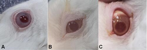Figure 14 Photos showing ocular irritation test (A). Control (right eye), (B and C) NOHAL solution group (right eye)-fluorescein does not stain a normal cornea, no staining was seen.