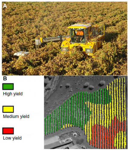 Figure 6 Harvester (GREGOIRE Group, Cognac Cedex, France) equipped with a georeferenced yield monitoring system (A) and a yield map of the vineyard (B).