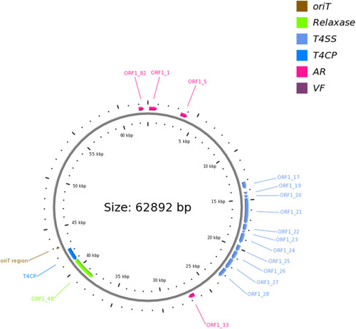 Figure 1 A scaled representation of the circular pwzx_IMP plasmid generated by the oriTfinder utility showing the locations and sizes of oriT (saddle brown), the relaxase gene (green), T4CP (dodger blue), genes coding for components of both T4SSs (blue) and AR (pink) within this replicon.