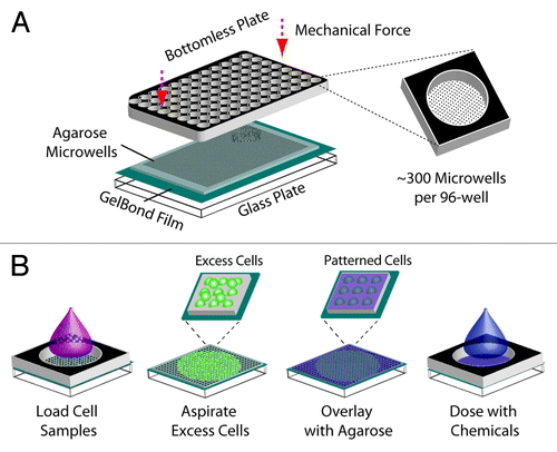Figure 1. Creation of a 96-well macrowell array. (A) Assembly of macrowell comet array. Agarose gel with microwells is sandwiched between a glass substrate and a bottomless 96-well plate and sealed with mechanical force. Approximately 300 arrayed microwells comprise the bottom of each macrowell. (B) Loading and chemical dosing of cell samples in macrowell. One sample is loaded into each macrowell and cells settle by gravity into the arrayed microwells. The bottomless plate is removed in order to aspirate excess cells and enclose the cells in agarose. The bottomless plate is replaced in order to treat each macrowell with a chemical condition.