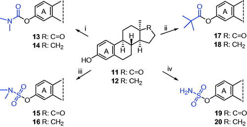 Scheme 3. Syntheses of 13α-oestrone carbamates (13, 14), pivalates (17, 18), and sulfamates (15, 16, 19, 20). Reagents and conditions: (i) N,N-dimethylcarbamoyl chloride (1.0 equiv.), NaH (1.3 equiv.), DMF, rt, 30 min; (ii) pivaloyl chloride (1.2 equiv.), DMAP (0.1 equiv.), NEt3 (1.2 equiv.), CH2Cl2, MW, 40 °C, 1 h; (iii) N,N-dimethylsulfamoyl chloride (1.0 equiv.), NaH (1.3 equiv.), toluene, MW, 100 °C, 30 min; (iv) sulfamoyl chloride (1.0 equiv.), NaH (1.3 equiv.), toluene, MW, 75 °C or 100 °C, 30 min.