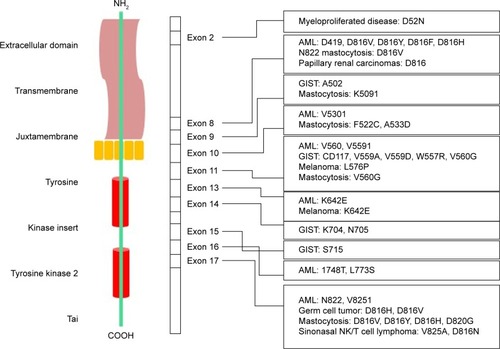 Figure 1 KIT cDNA and protein structure in different cancers and their respective mutations.