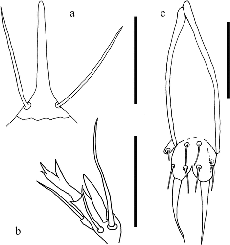 Figure 7. Acerentomon sp. 1. male. (a) Detail of rostrum and labial setae; (b) Labial palp; (c) Male squama genitalis. Scale bars: 50 μm (a, c) - 20 μm (b).
