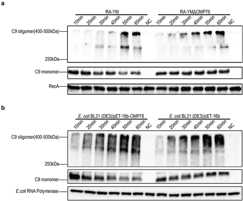 Figure 4. Western blot detection of C9 multimers deposited on the bacterial cell surface. (a) Western blotting assay of C9 deposition on R. anatipestifer RA-YM and R. anatipestifer RA-YMΔOMP76 when incubated in 5% NDS for the indicated time periods. (b) Western blotting assay of C9 deposition on E. coli BL21(DE3)/BL21(DE3)/Pet−16b−16b-OMP76 and E. coli BL21(DE3)/pET−16b when incubated in 5% NDS for the indicated time periods. (a) and (b) were repeated three times and representative images of these independent experiments are shown.