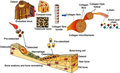 Figure 2 (A) Anatomical hierarchy of bone and its types (compact bone, trabecular bone); (B) bone remodeling mechanism in which three types of bone cells (osteocyte, osteoclast, and osteoblast) participate.